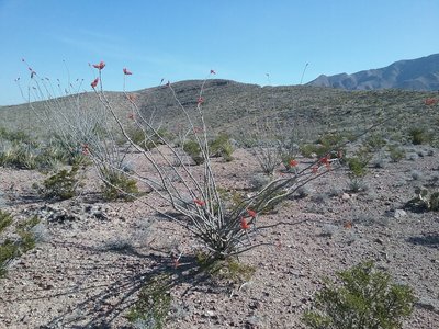 Looking NE on the trail.