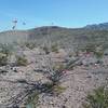 Looking NE on the trail.