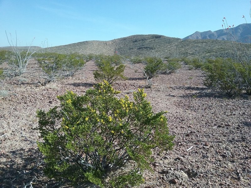 View of Granola Bowl with creosote bush.