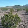 View of Granola Bowl with creosote bush.