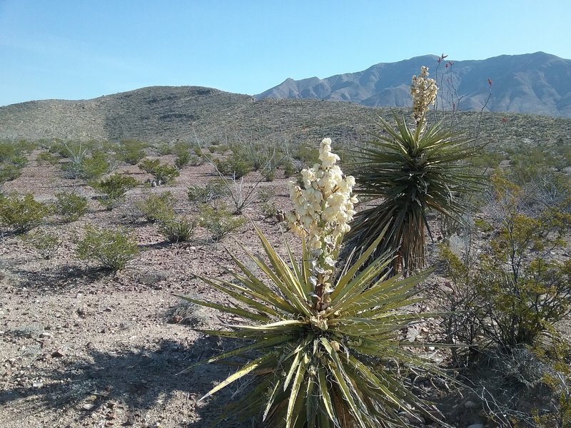 View of Granola Bowl with banana Yucca