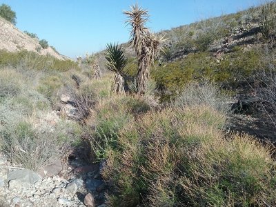 Looking west from the trail