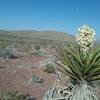 View of the ridge and banana yucca