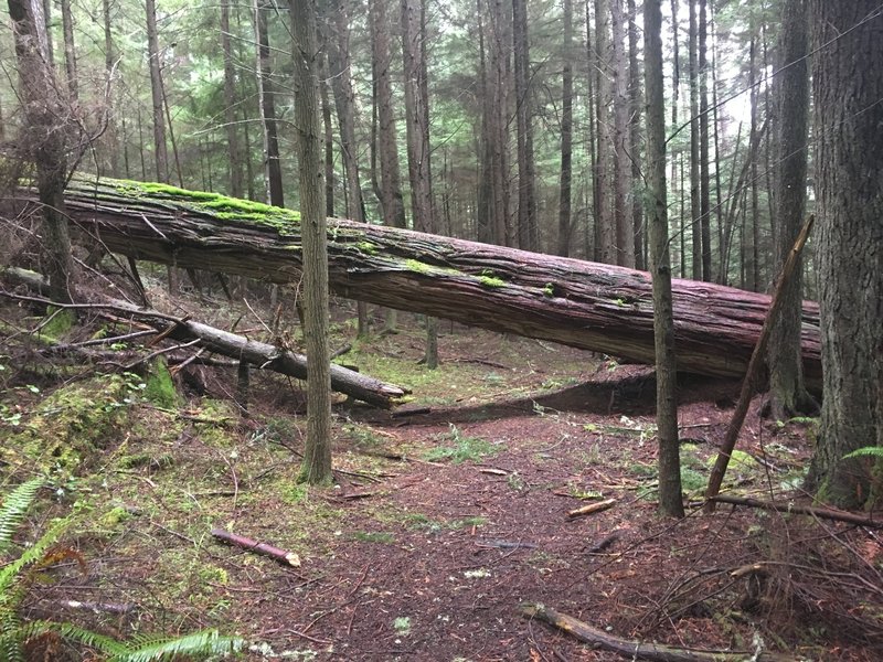 A very large tree just off the trail.