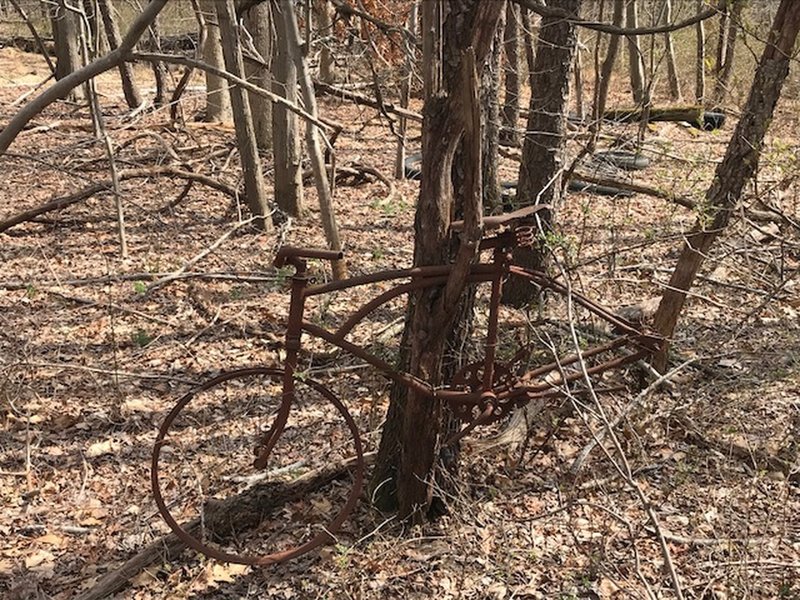 Someone mounted an old abandoned bike in a tree.  Why?  Why not!