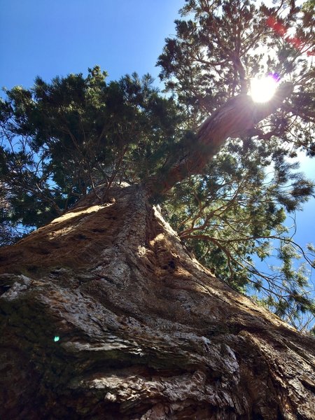 Big Stump Tree