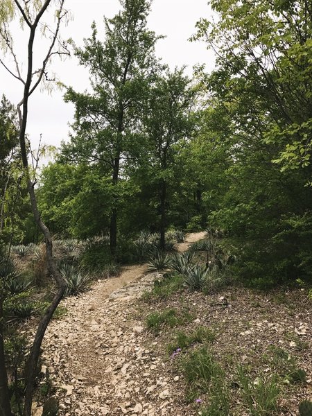 Upper trails are much more rocky.