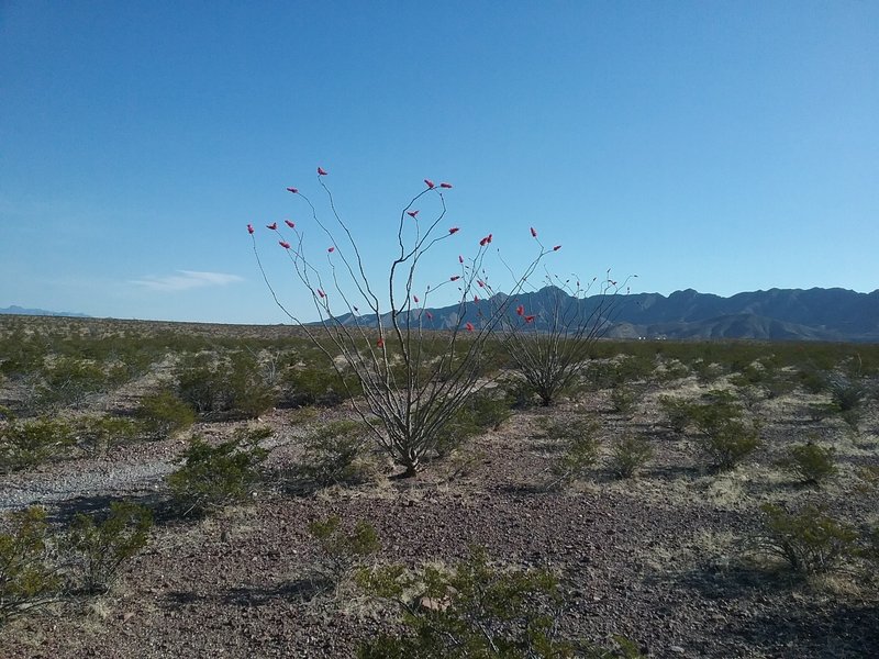 Looking NE on the trail.