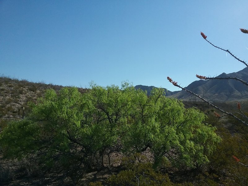 View of the arroyo and the Franklin Mountains