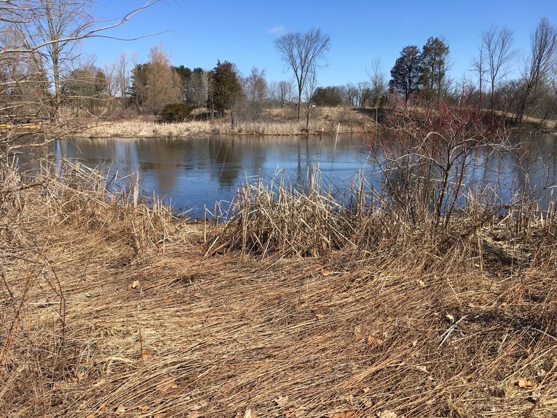 Along the banks of Willow Pond.