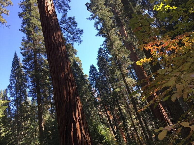 Autumn at the Sequoias