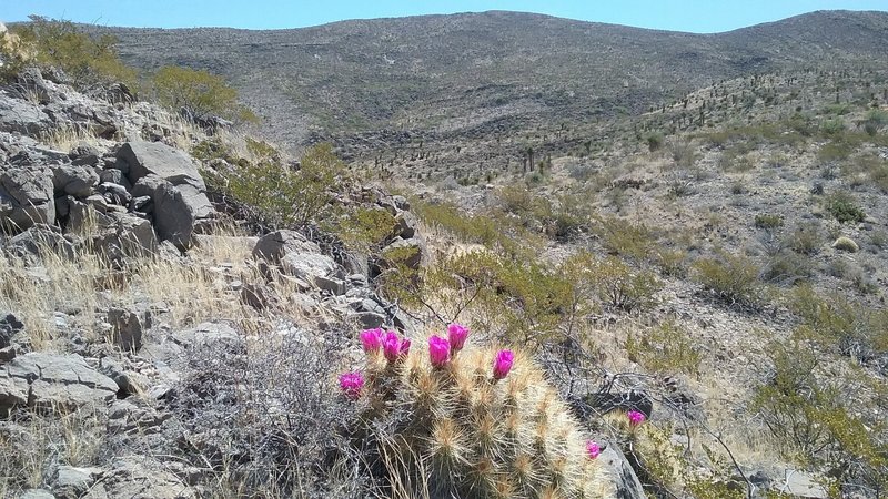 Haystack cactus in bloom.