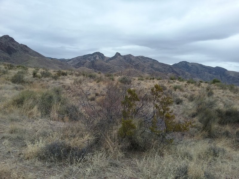 View of the Organ Mountains