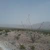 Looking east from the trail during dust storm.