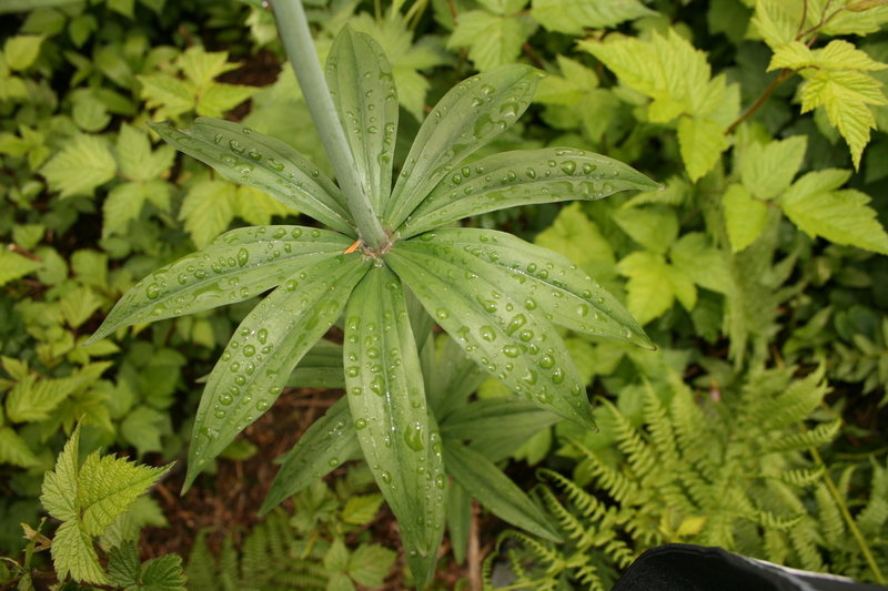 Leaves off West Canyon Trail.