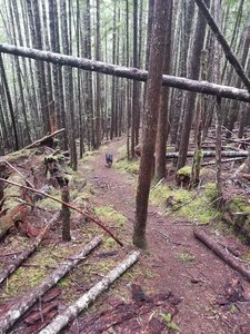Deadfall Trail