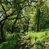 Valley Oak Trail goes through the sunlit oak woods.