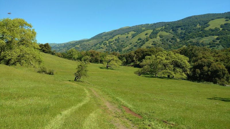 Coyote Ridge Trail meanders through a grass meadow with Palassou Ridge in the distance. Palassou Ridge forms the east side of the valley that holds Coyote Lake.