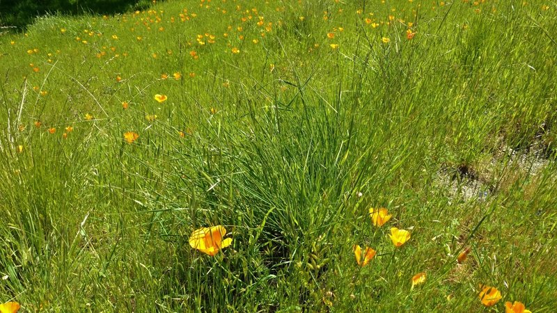 California poppies along Coyote Ridge Trail