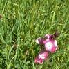 Checkerbloom along Coyote Ridge Trail