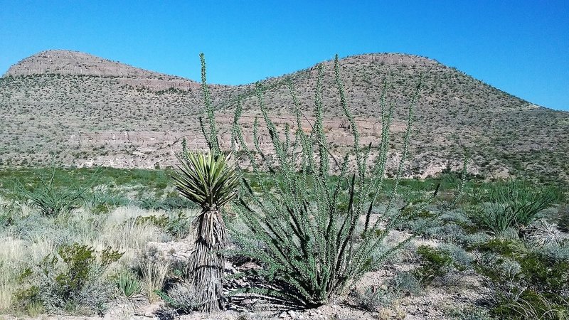 Looking NE on the trail