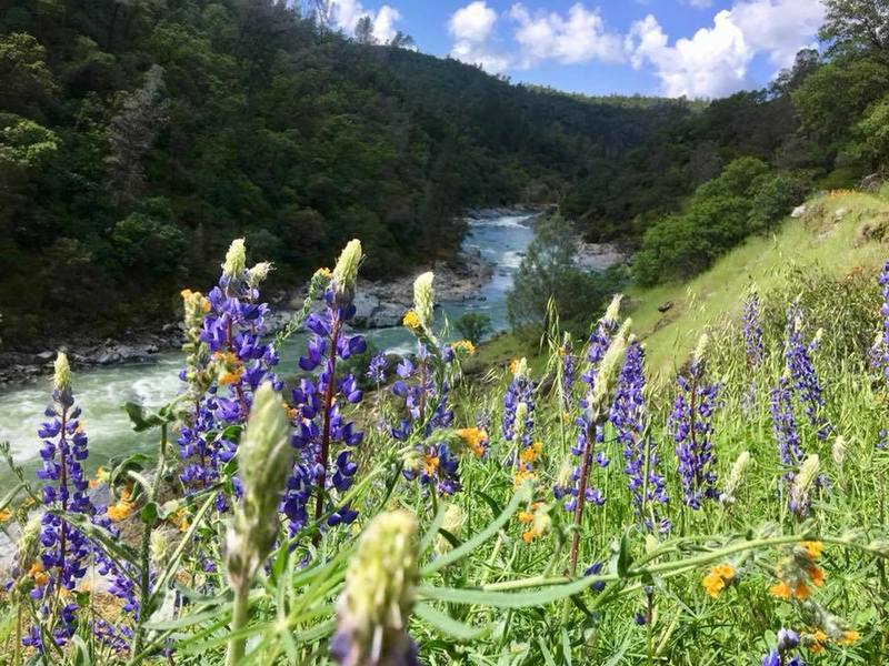 Lupines are out in April at Buttermilk Bend.