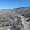 Looking NE on the trail and Ocotillos in bloom.