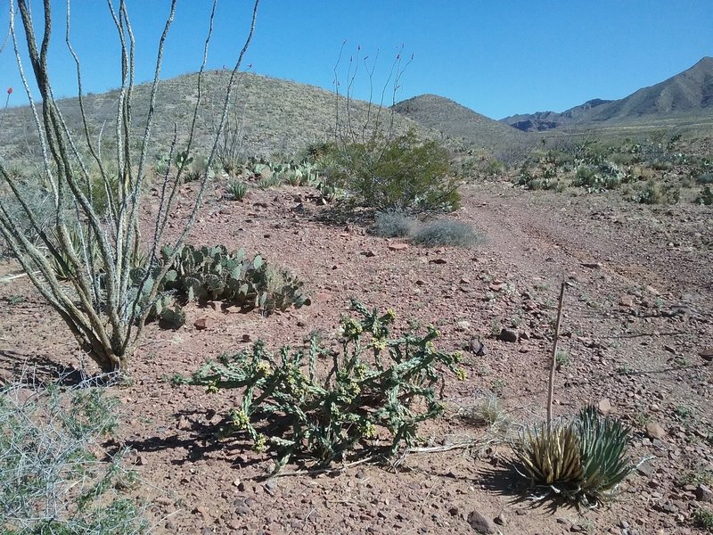 Looking north on the trail.