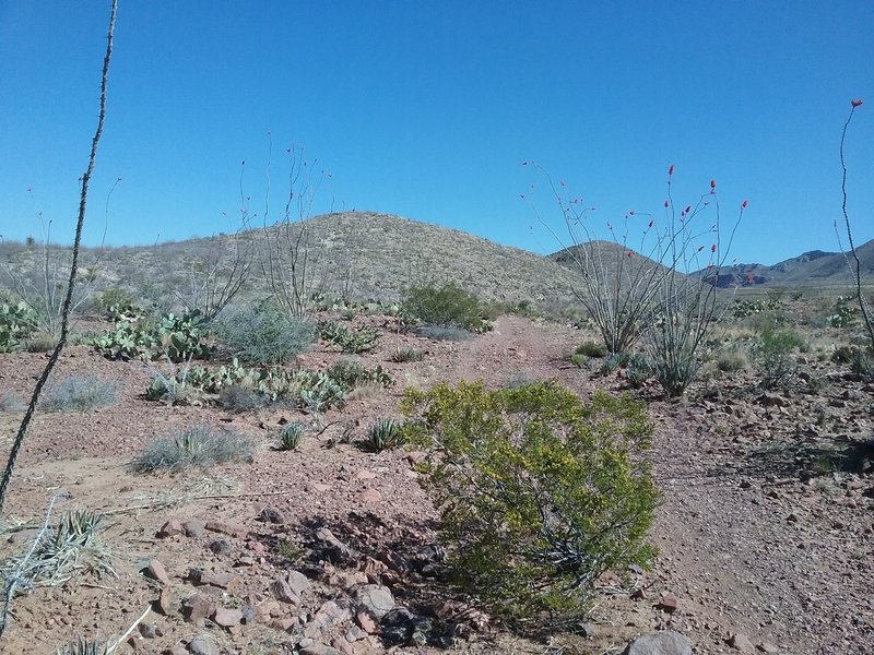 Looking North on the trail.