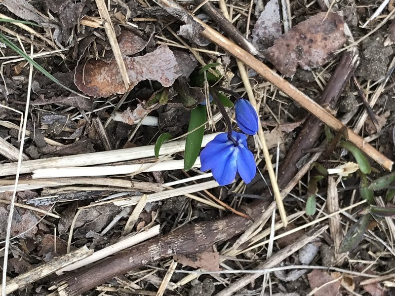 Bluebells emerging on the lawn on the Coolidge Reservation Trail