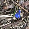 Bluebells emerging on the lawn on the Coolidge Reservation Trail