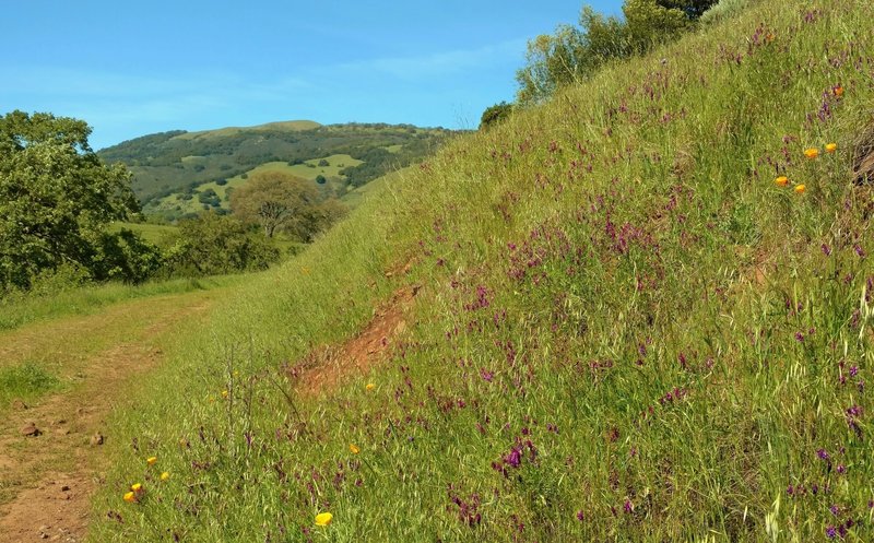 Palassou Ridge comes into view as one rounds a wildflower (orange California poppies and purple smooth vetch) covered bend on Mendoza Trail.