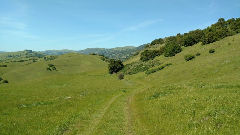 Grass hills dotted with oak trees and bushes go on forever along Mendoza Trail.