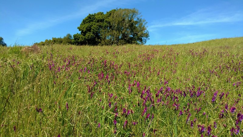 Hillside covered in purple smooth vetch, along Mendoza Trail in April.