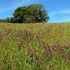 Hillside covered in purple smooth vetch, along Mendoza Trail in April.