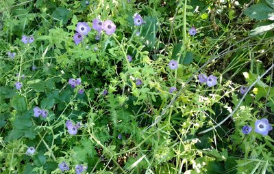 Bird's Eye Gilia along Mummy Mountain Trail.