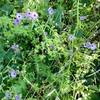 Bird's Eye Gilia along Mummy Mountain Trail.