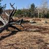 A highlight of Dunning Trail is exploring a large expanse of exposed bedrock that is littered with glacial erratics and old deadwood