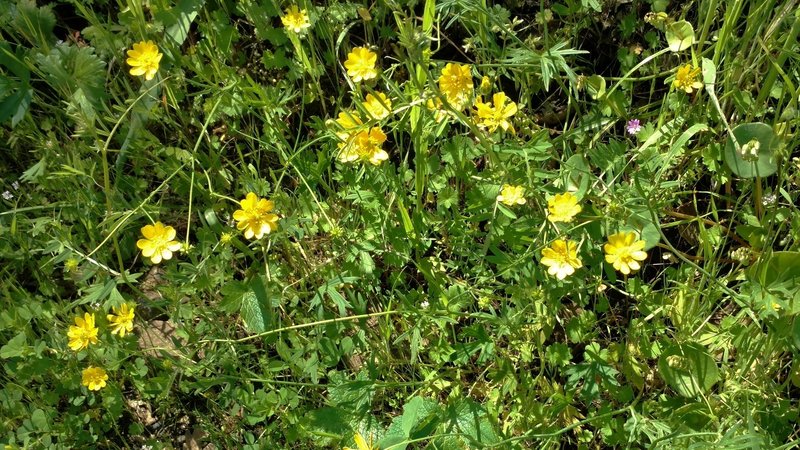 California buttercups along Mummy Mountain Trail.