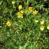 California buttercups along Mummy Mountain Trail.