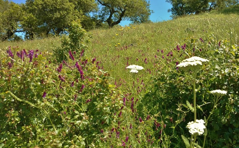 Purple smooth vetch and other spring wildflowers along Mummy Mountain Trail.