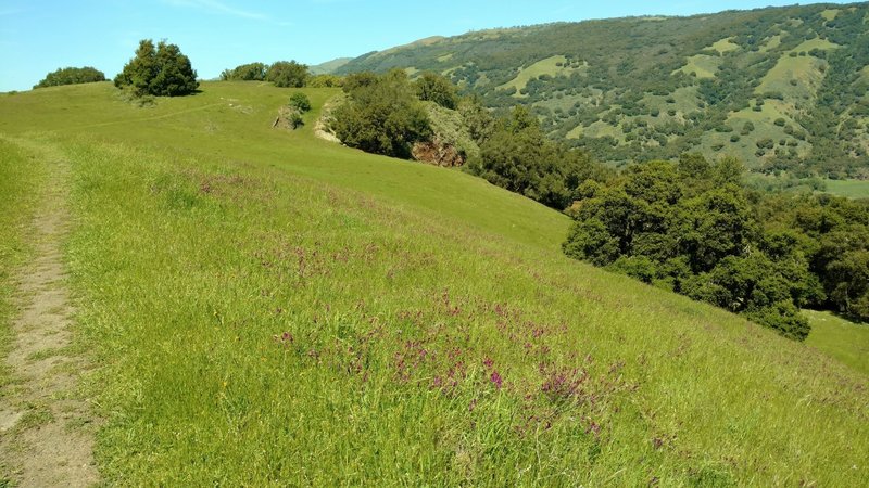 Mummy Mountain Trail travels through a high meadow covered with purple smooth vetch flowers in the spring. Palassou Ridge is in the distance (upper right) on the other side of Coyote Lake.