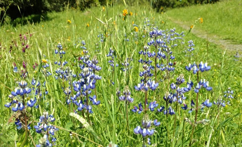 Lupine along Mummy Mountain Trail