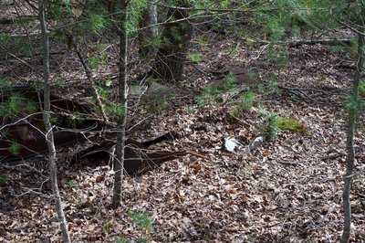 Old metal, probably from the roof of the barn, sits along the left side of the trail.   Evidence of the community that lived in the area before it was a national park.