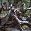 Tree roots of a fallen tree.