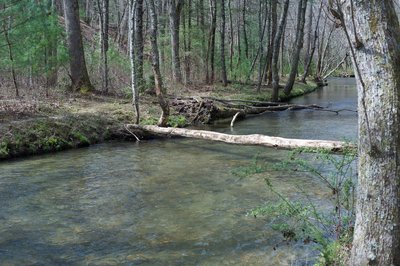 A tree crosses Abrams Creek. Unless you want to cross the creek on the log, you either have to wade or take an alternate route to the access trail from the Elijah Oliver Cabin.