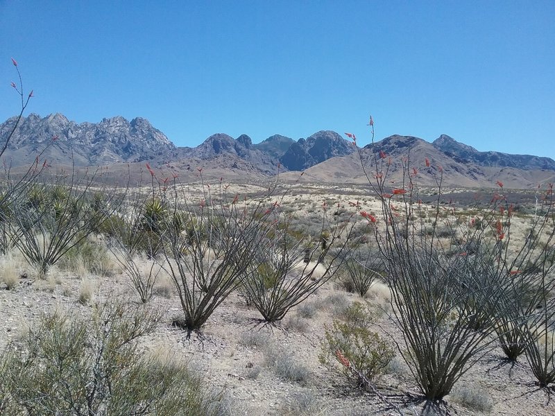 Looking SE towards the Organ Mountains