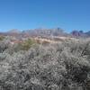 Blooming little leaf sumac and Organ Mountains