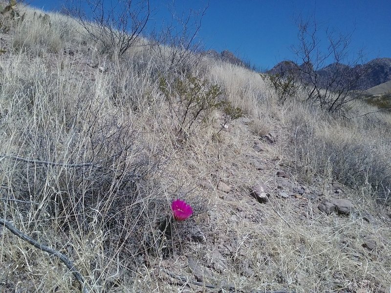 Fendler cactus on the hillside