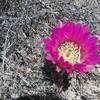 Fendler cactus bloom.